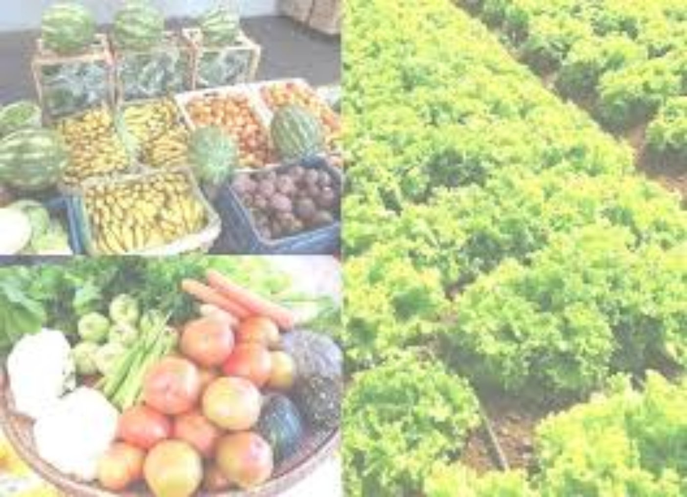 Imagem de Agricultura Natural